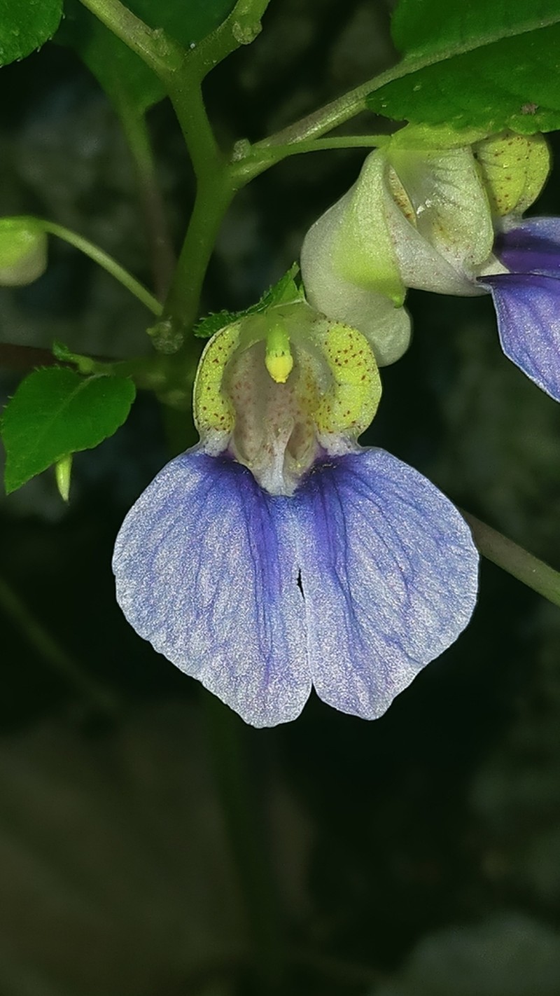 Impatiens wongnakii