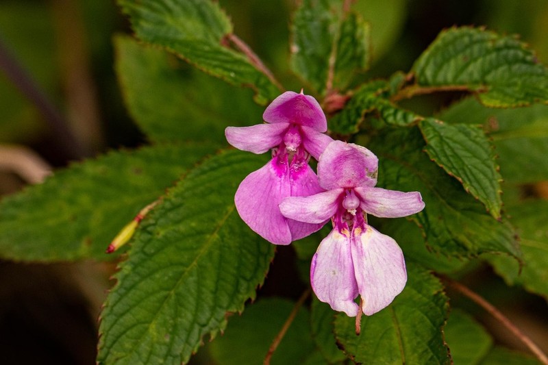 Impatiens wuerstenii