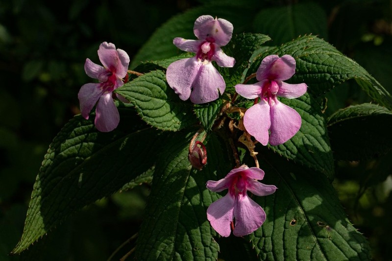 Impatiens wuerstenii photo 2