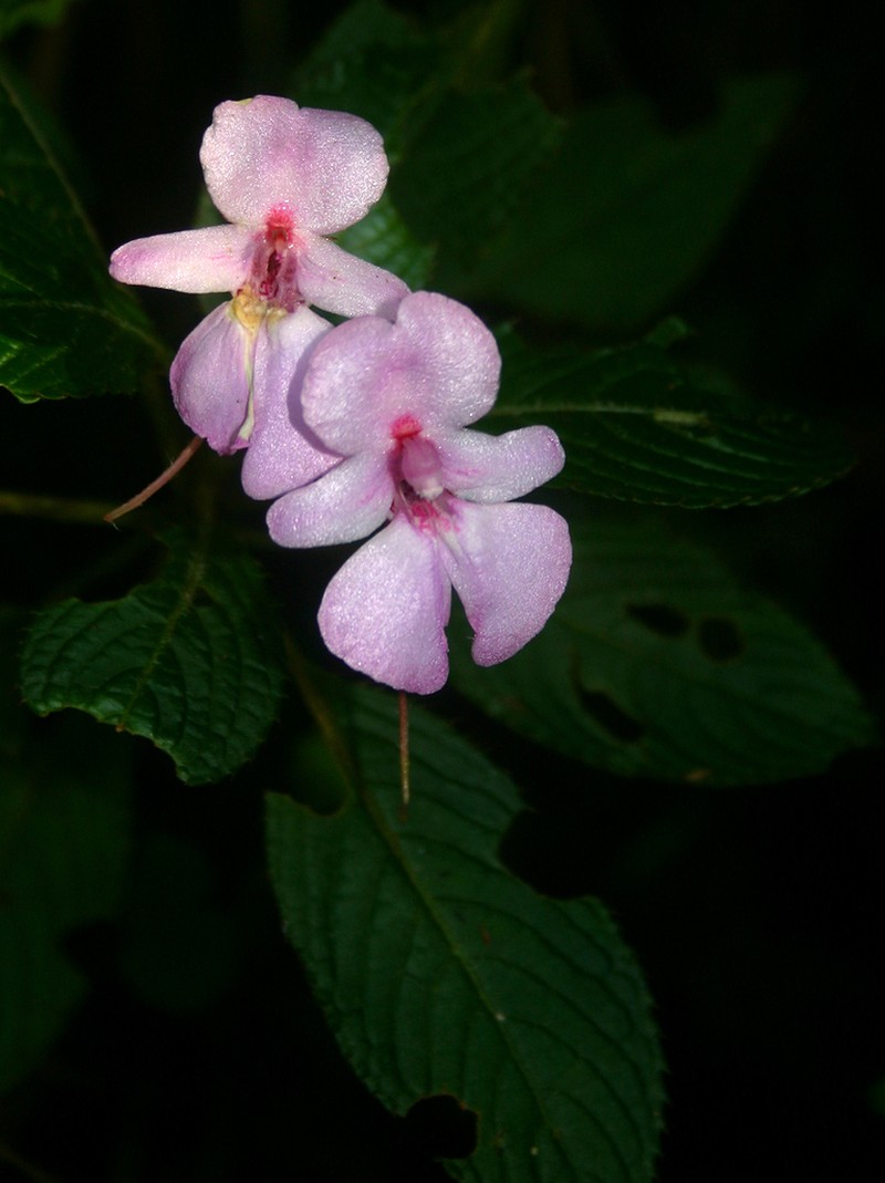 Impatiens wuerstenii photo 3