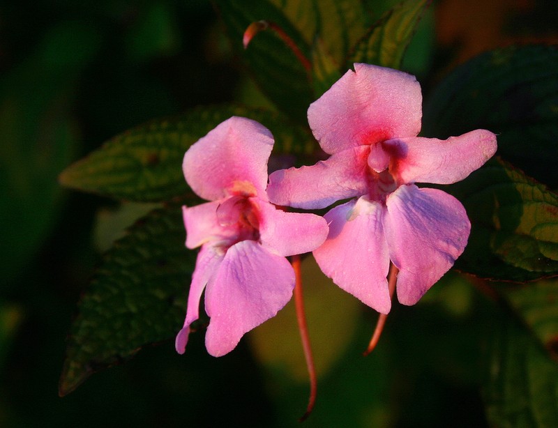 Impatiens wuerstenii photo 4