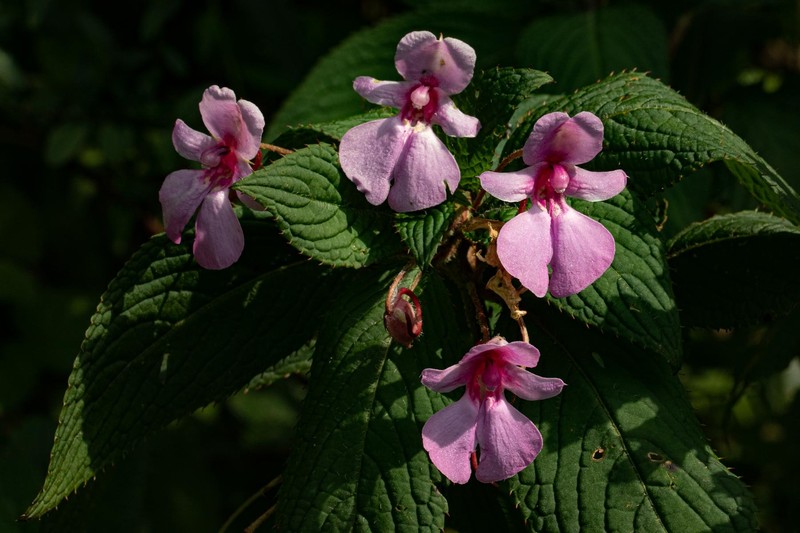 Impatiens wuerstenii photo 7