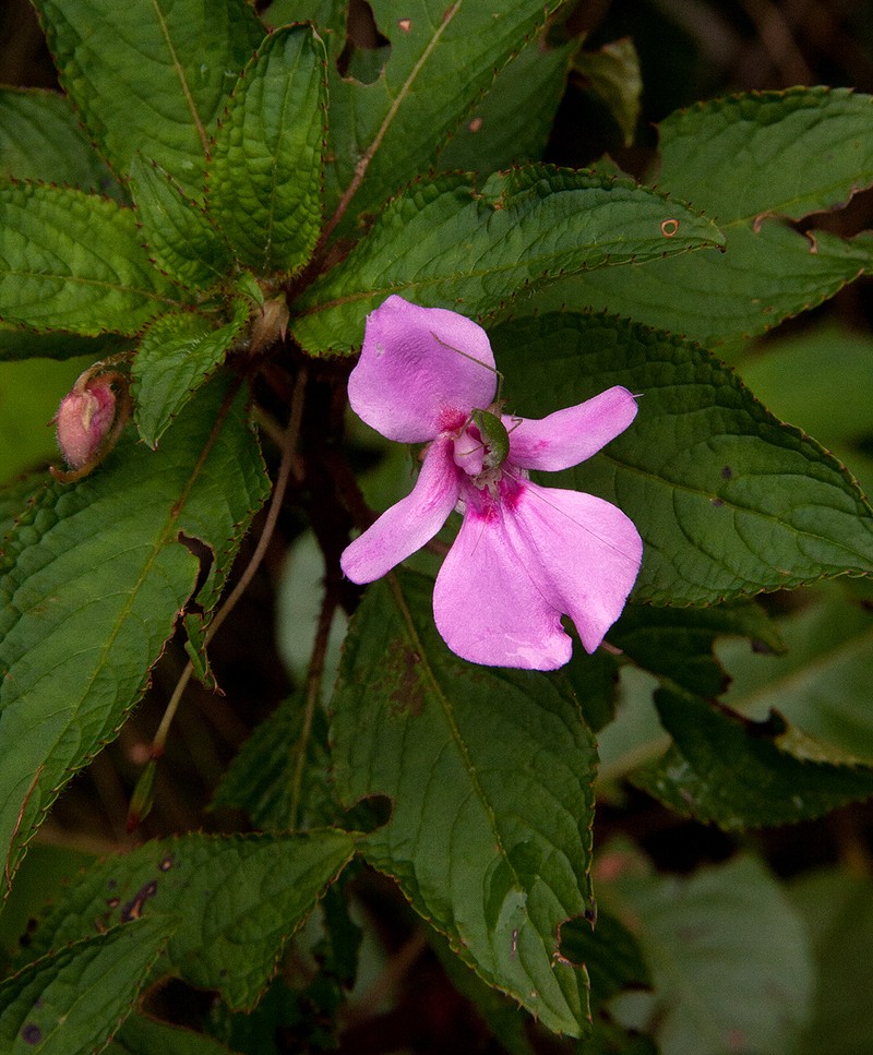 Impatiens wuerstenii photo 8