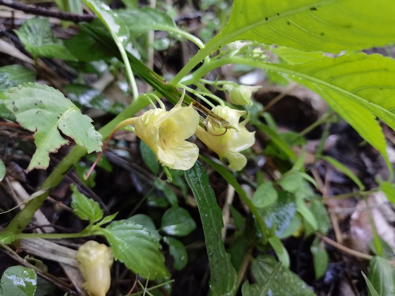 Impatiens wuyiensis