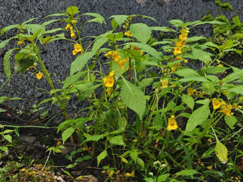 Impatiens wuyiensis photo 2