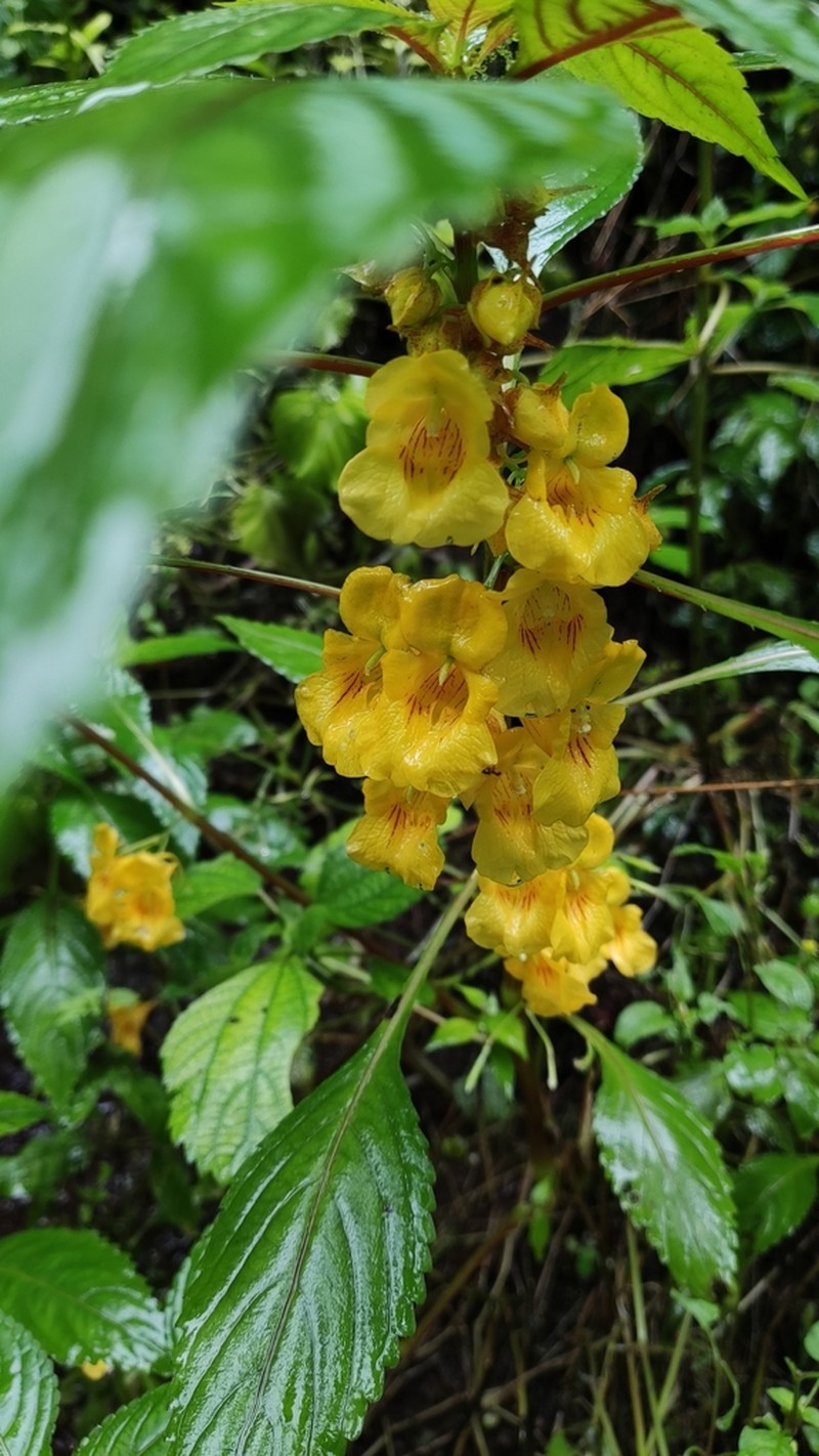 Impatiens wuyiensis photo 3