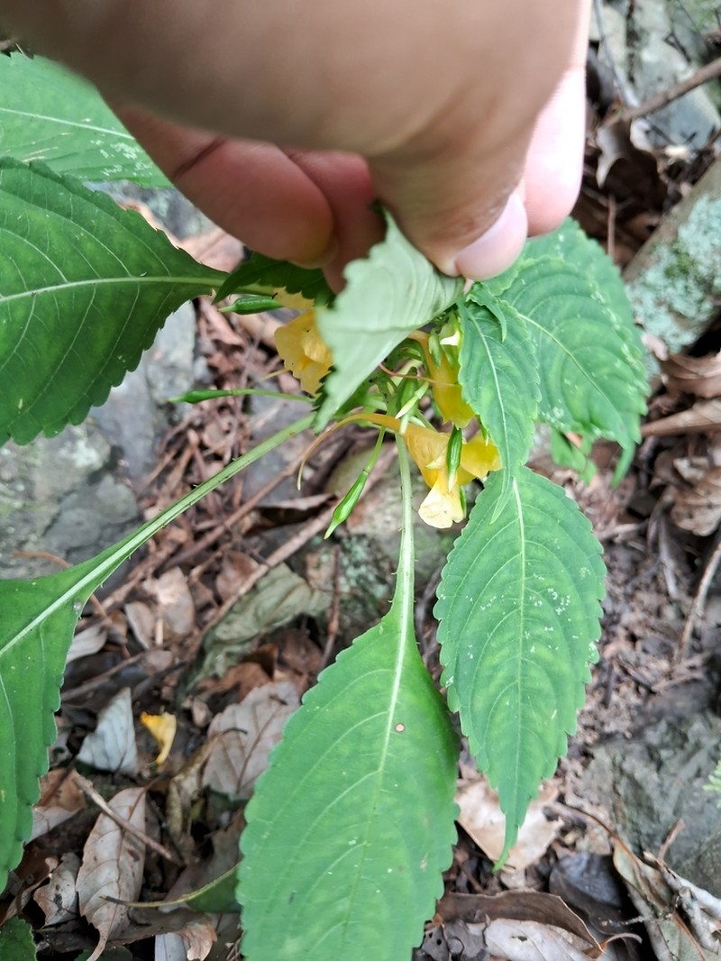 Impatiens wuyiensis photo 4
