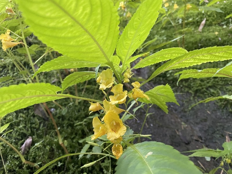 Impatiens wuyiensis photo 5