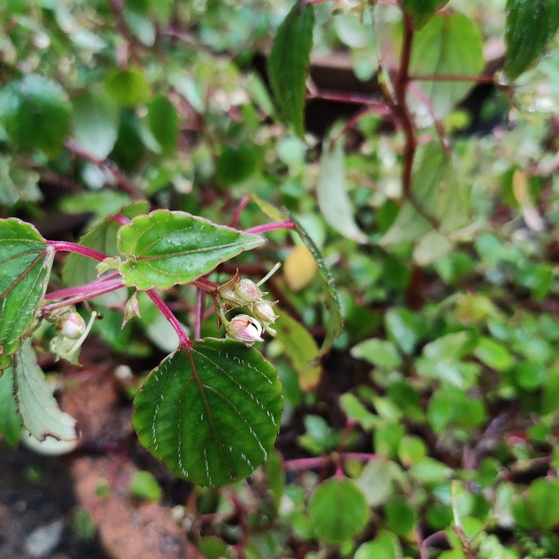 Impatiens wynadensis