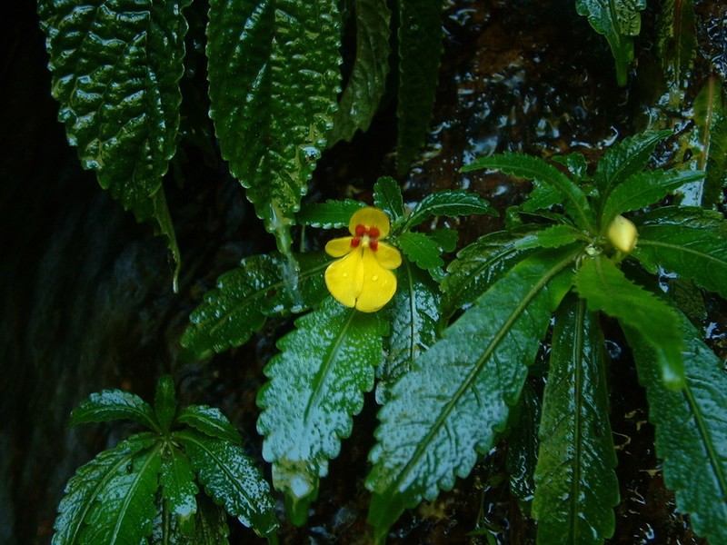 Impatiens xanthina photo 2