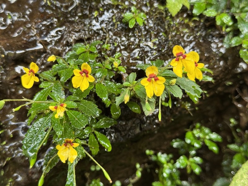 Impatiens xanthina photo 3