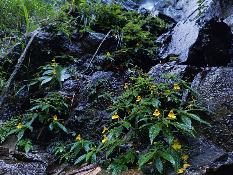 Impatiens xanthina photo 4