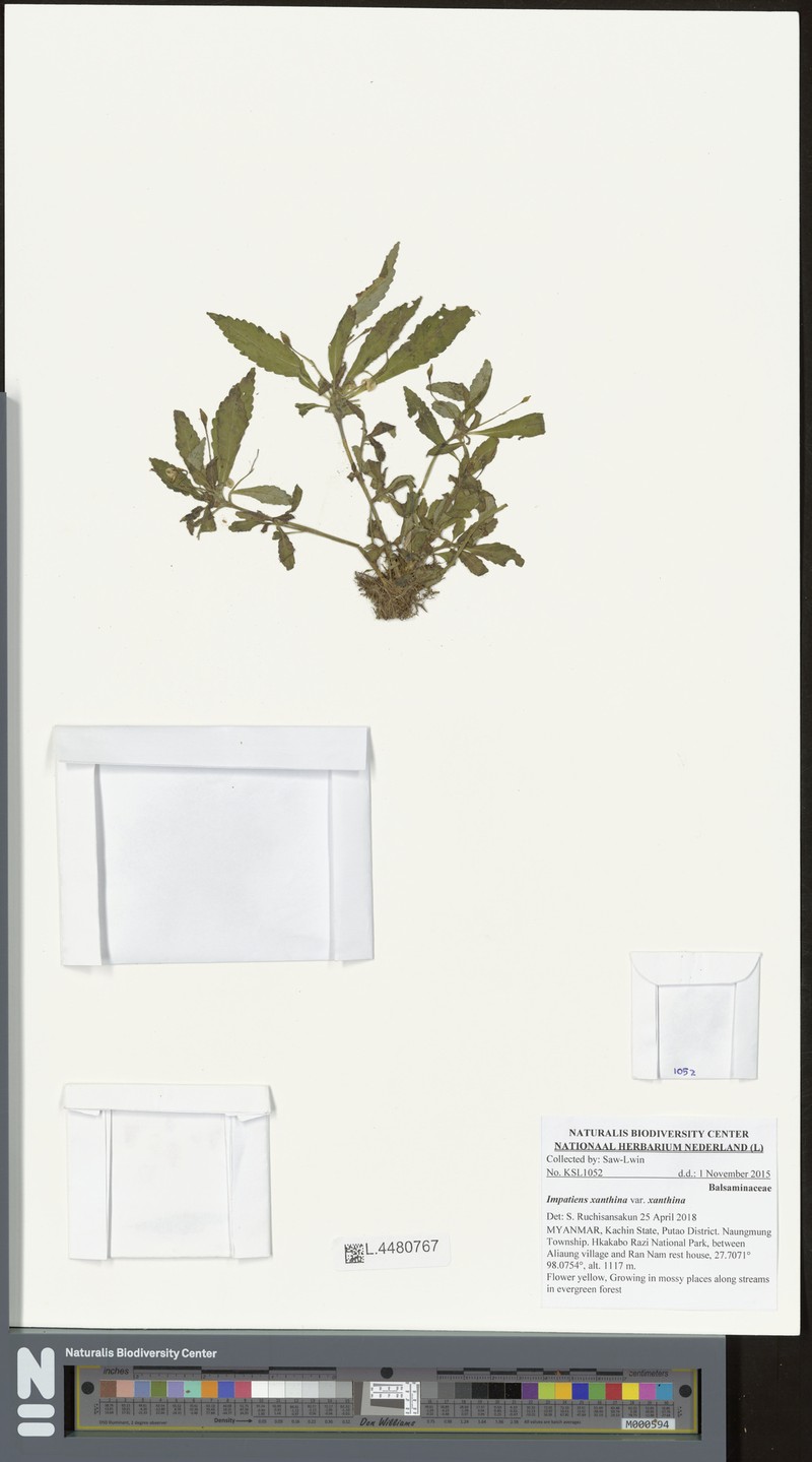 Impatiens xanthina photo 5