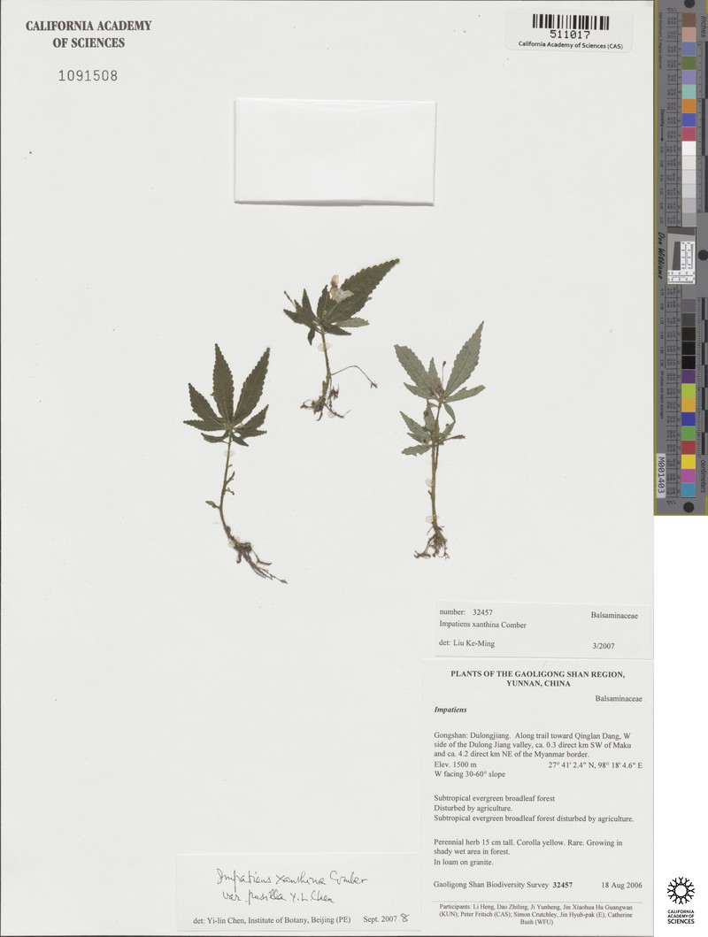 Impatiens xanthina photo 6