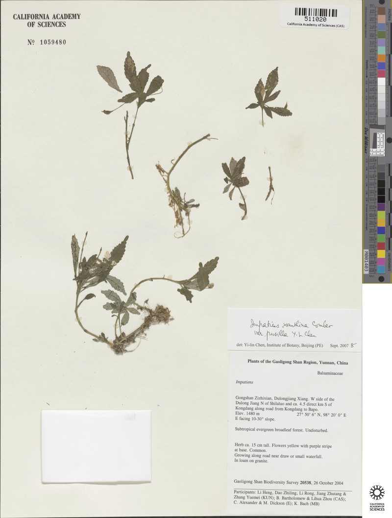 Impatiens xanthina var. pusilla photo 2