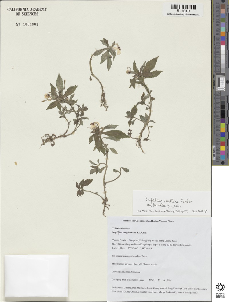 Impatiens xanthina var. pusilla photo 4