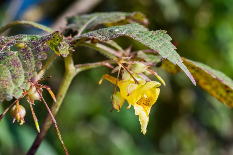 Impatiens yaojiapingensis