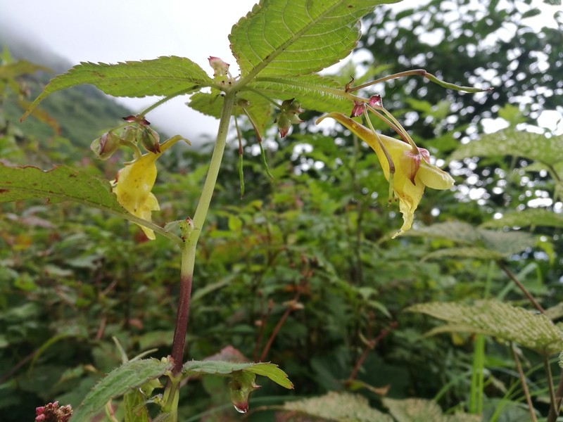 Impatiens yaojiapingensis photo 2