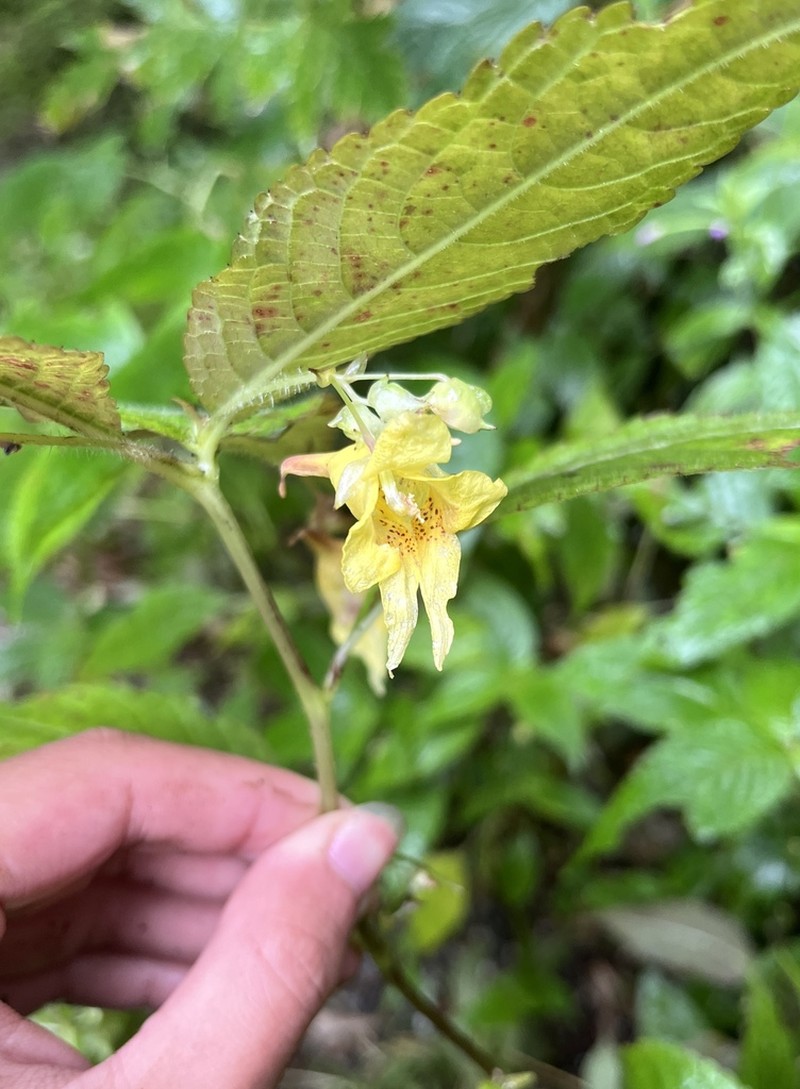 Impatiens yaojiapingensis photo 3