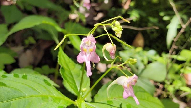 Impatiens yaoshanensis