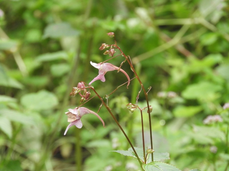 Impatiens yaoshanensis photo 2