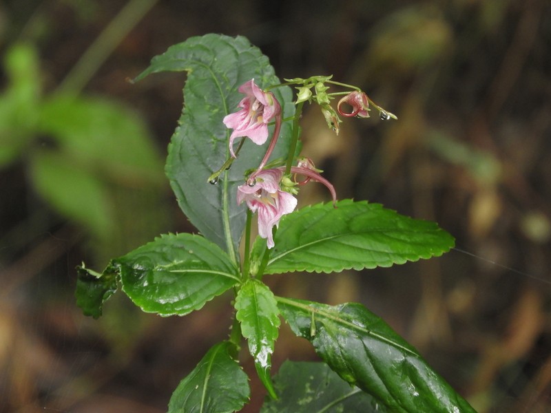 Impatiens yaoshanensis photo 3