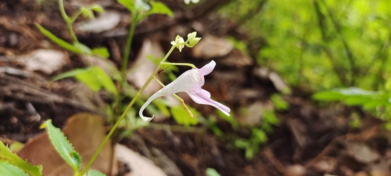 Impatiens yaoshanensis photo 4