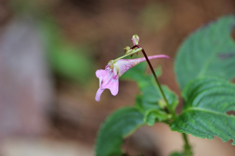 Impatiens yaoshanensis photo 5