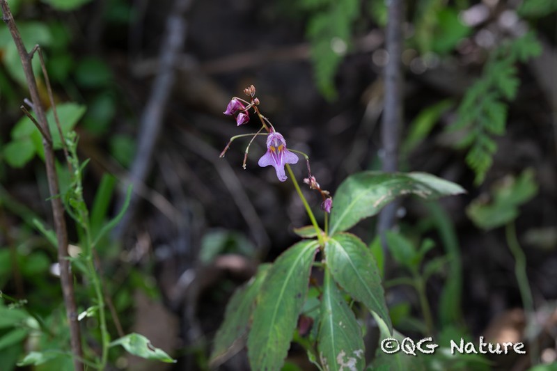 Impatiens yaoshanensis photo 6