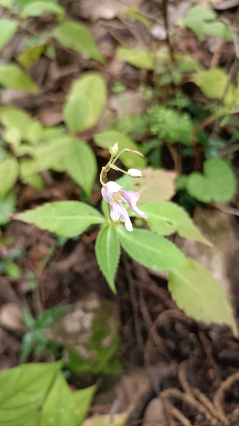 Impatiens yaoshanensis photo 7