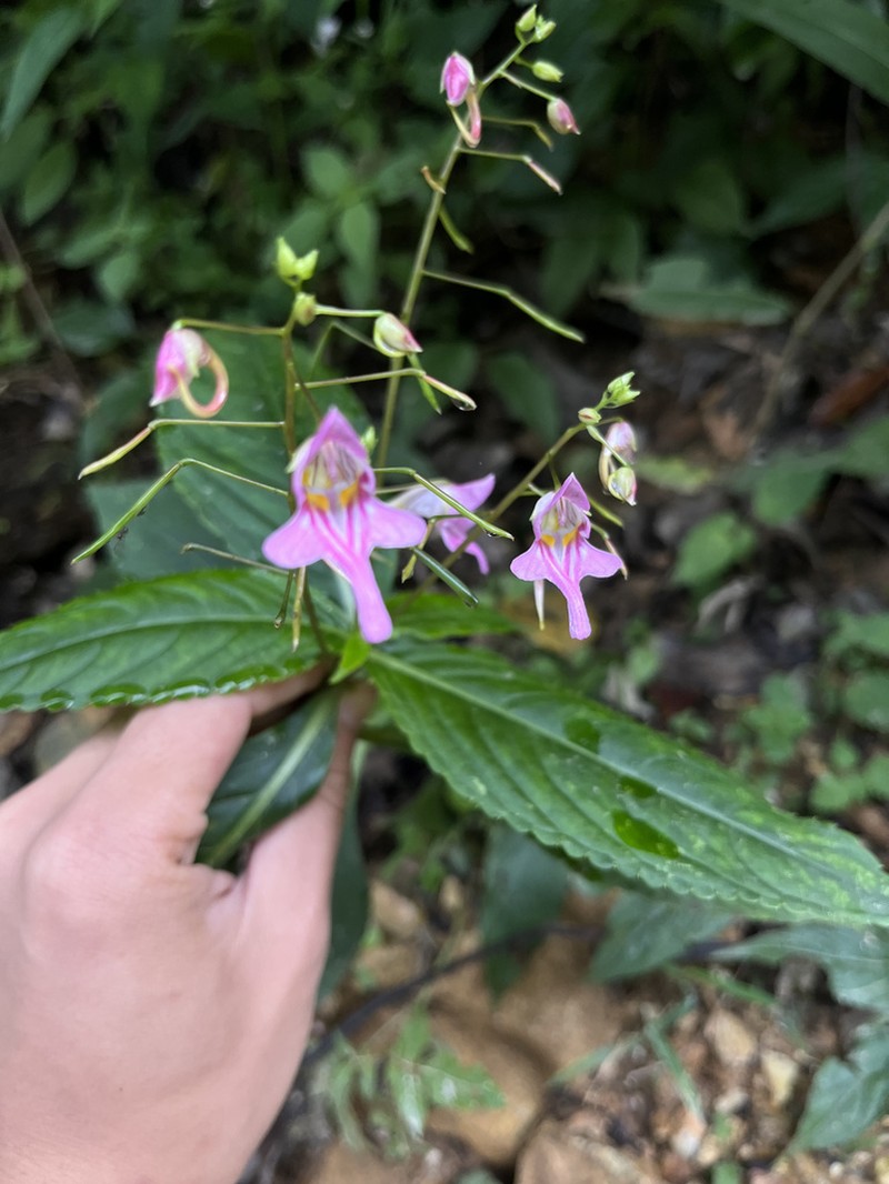 Impatiens yaoshanensis photo 8