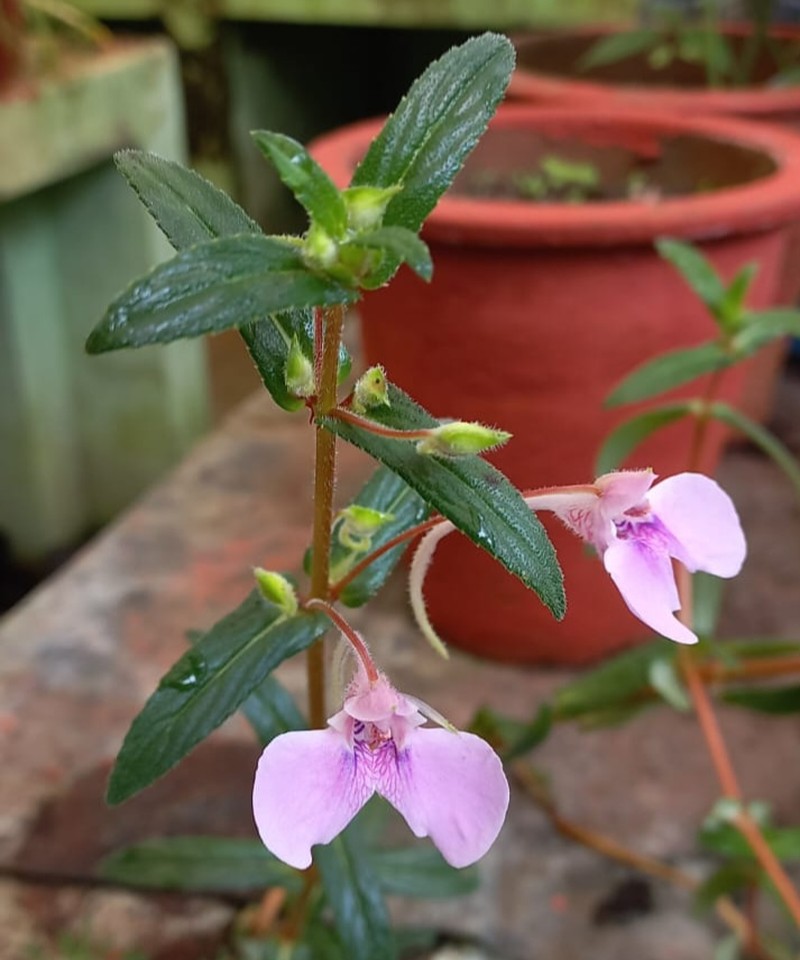 Impatiens yercaudensis