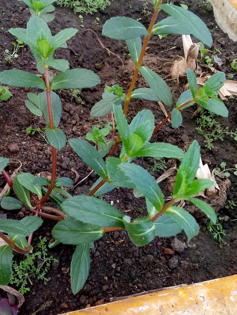 Impatiens yercaudensis photo 3
