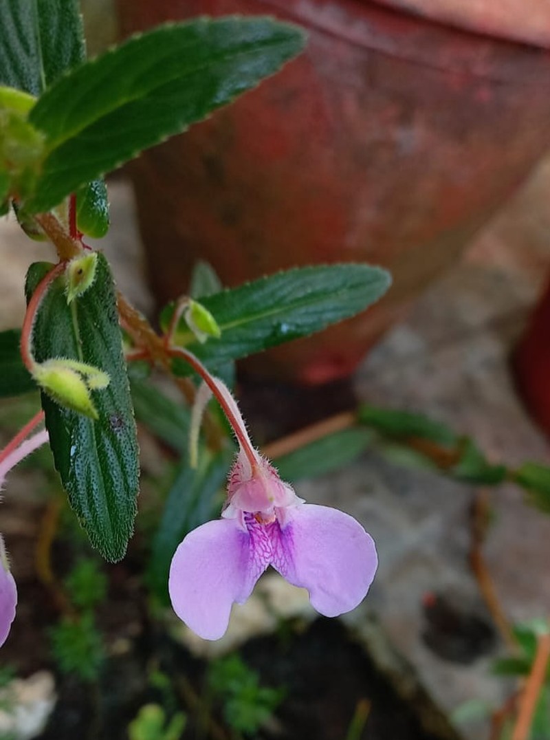 Impatiens yercaudensis photo 4