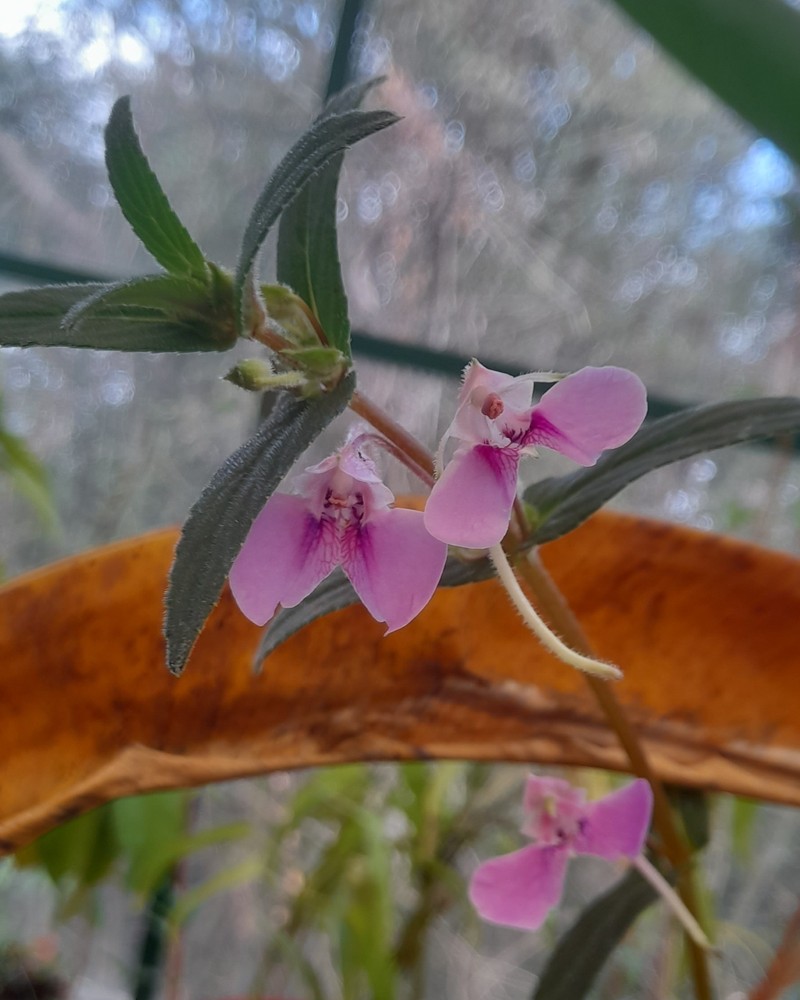 Impatiens yercaudensis photo 5