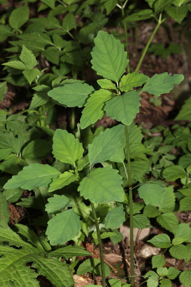 Impatiens yilingiana