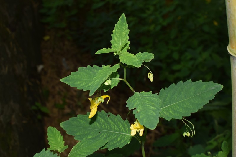 Impatiens yilingiana photo 2