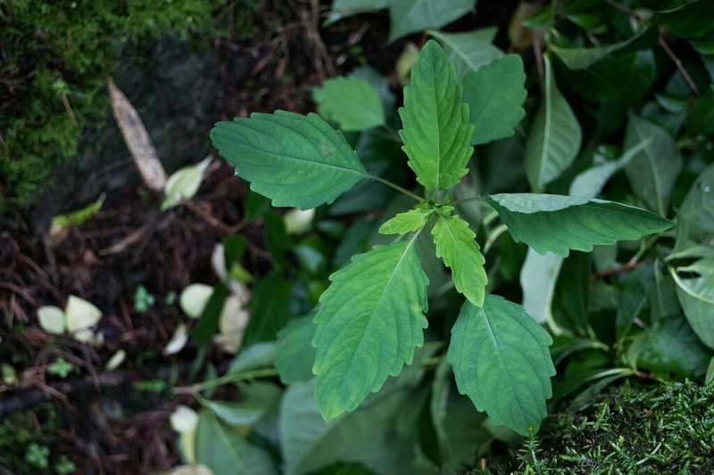 Impatiens yilingiana photo 3
