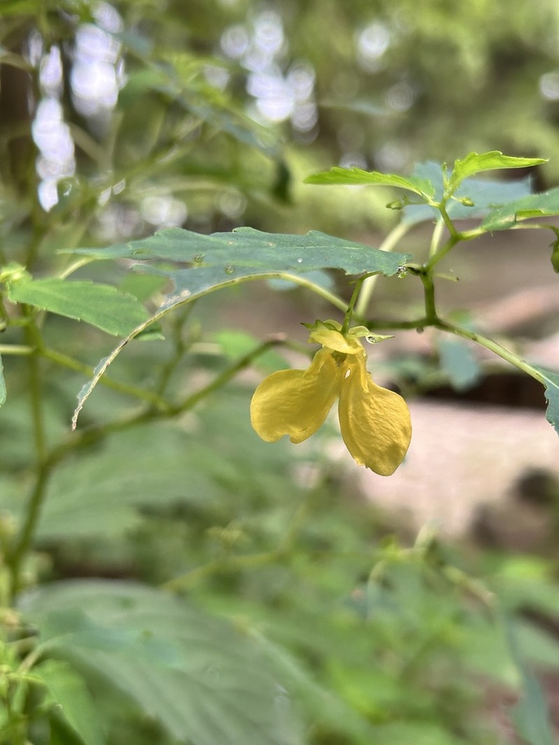Impatiens yilingiana photo 4