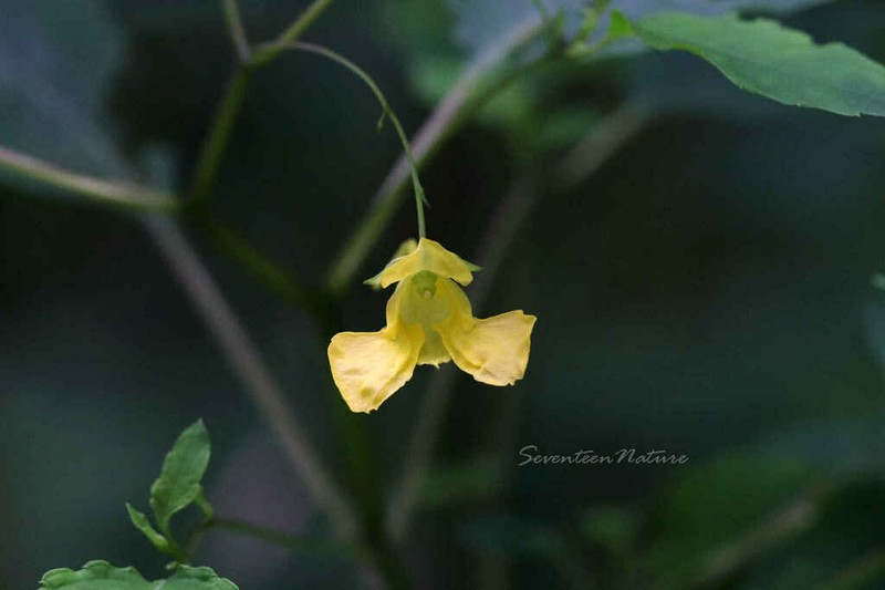 Impatiens yilingiana photo 5