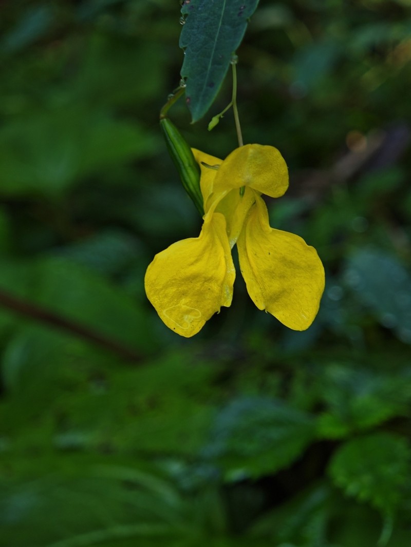 Impatiens yilingiana photo 6