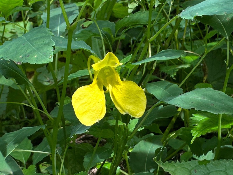 Impatiens yilingiana photo 7