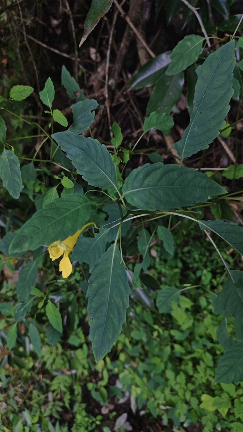 Impatiens yilingiana photo 8