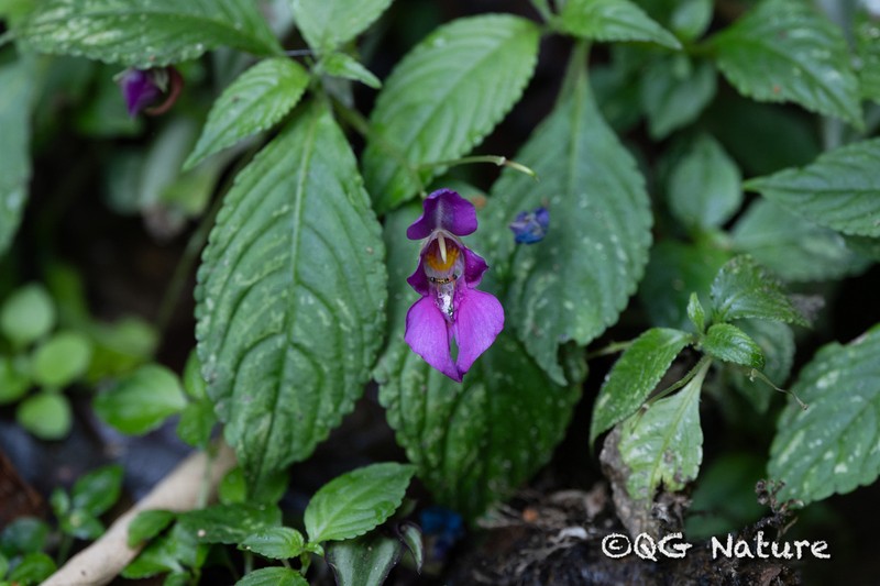 Impatiens yingjiangensis