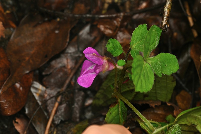 Impatiens yingjiangensis photo 2