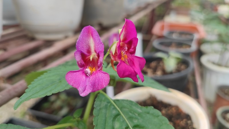 Impatiens yingjiangensis photo 3