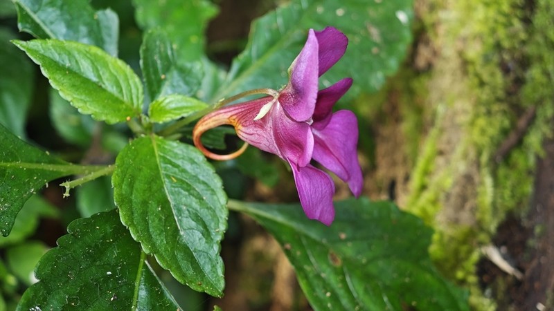 Impatiens yingjiangensis photo 4
