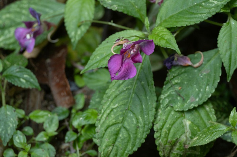 Impatiens yingjiangensis photo 5