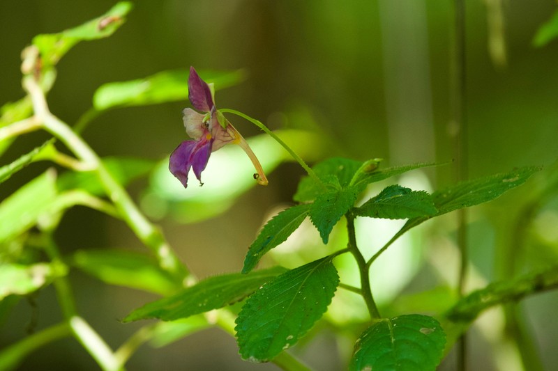 Impatiens yingjiangensis photo 6