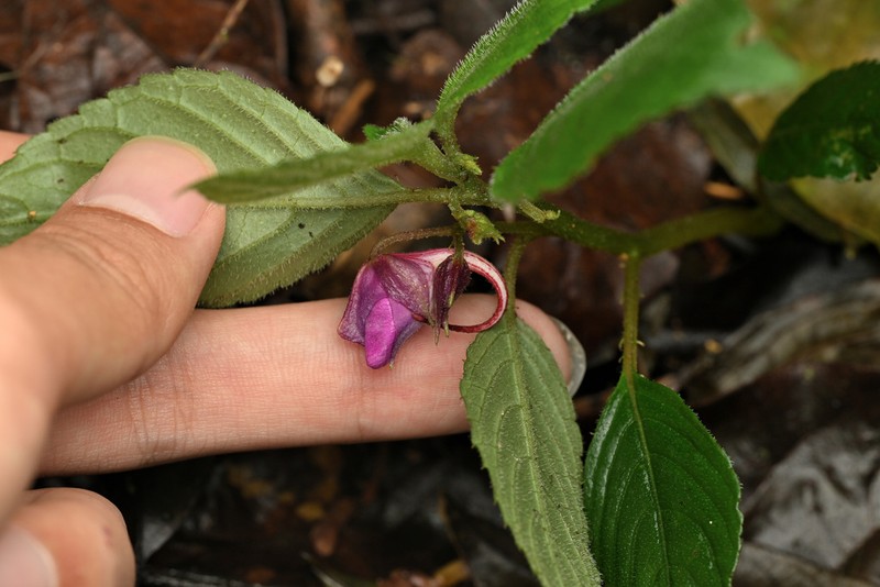 Impatiens yingjiangensis photo 7